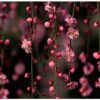 AKV_fart_cvet_blooming_garden