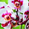 AKV_fart_cvet_orchid_wild