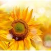 AKV_fart_cvet_sunflower