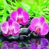 Lid_fartuk_abs_orchid_1