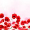 Lid_fartuk_abs_poppies_1