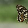 VladEk_ecran_Standard_plus_butterfly